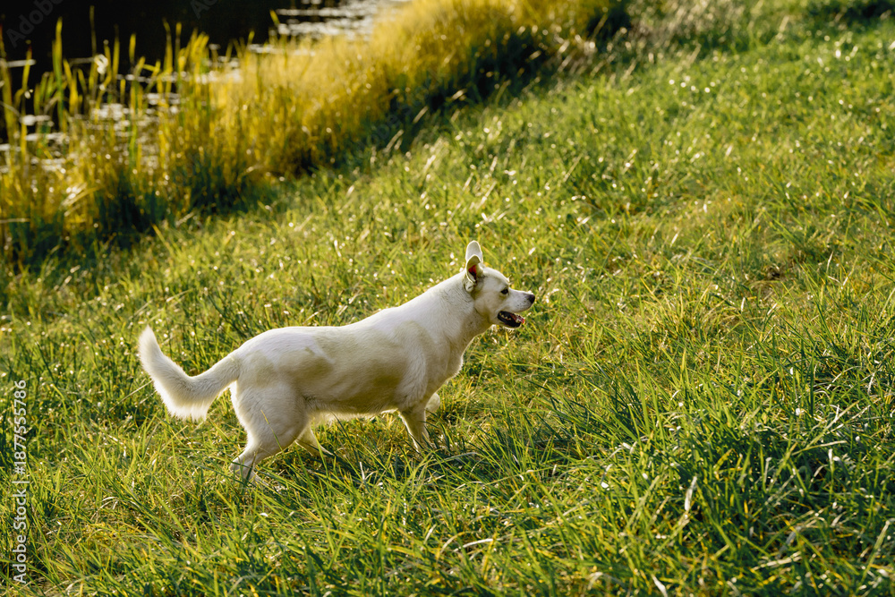 Fototapeta premium Happy mixed breed dog with Labrador type appearance walking and relaxing outdoors near a lake. Peaceful nature setting with grass, water and forest background. Concept of active lifestyle with dog, pe