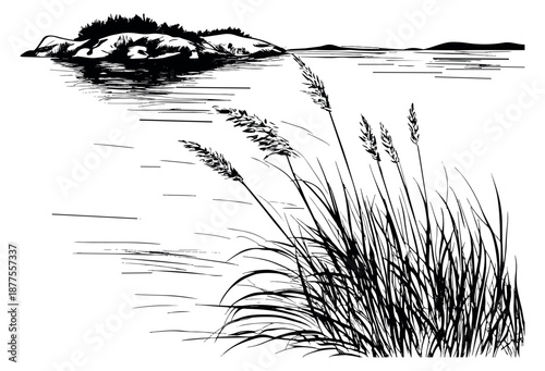 Hand drawn line art illustration of a natural waterscape depicting reeds swaying in the wind for nature concepts