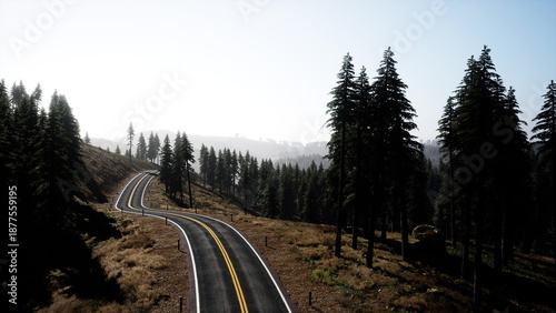 Schilderij op canvas A scenic road curves through lush green pine trees, bathed in warm sunlight