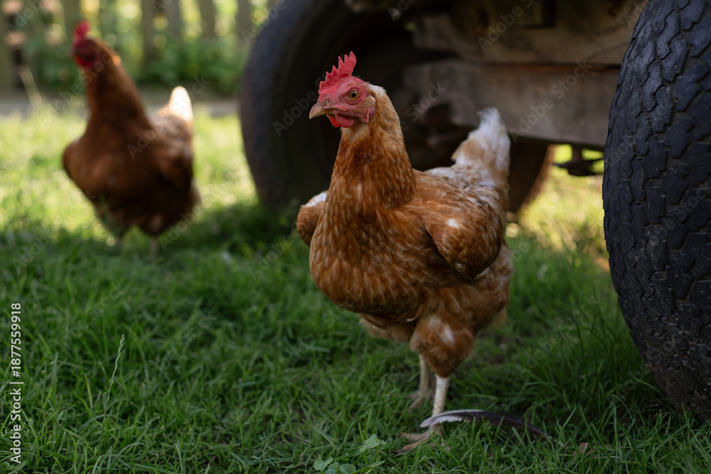 Fototapeta premium Free Range Hens Grazing in a Backyard Eco Farm During Late Afternoon Hours