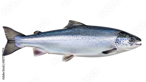 Isolated full length shot of a silver salmon fish, a popular seafood choice for dining