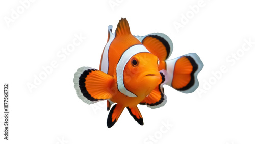 Konstfotografi Isolated Clownfish, vibrant orange with distinctive white markings, swimming, no