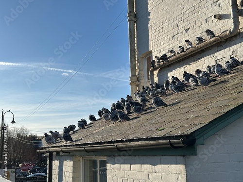 Quadro su tela Pigeons sitting on the roof of a British pub