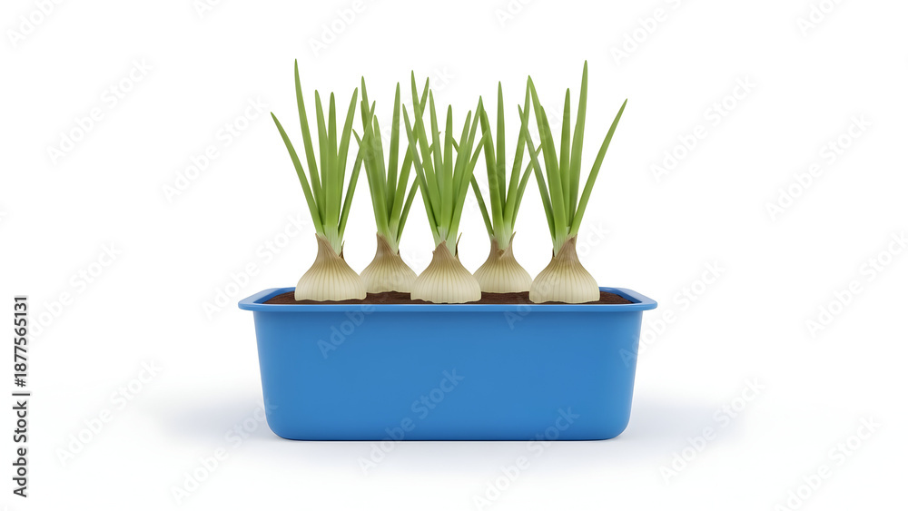 Fototapeta premium Green onions growing in a blue pot on white background