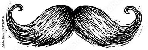 Hand drawn illustration of a mustache depicting a classic curly style for men's fashion