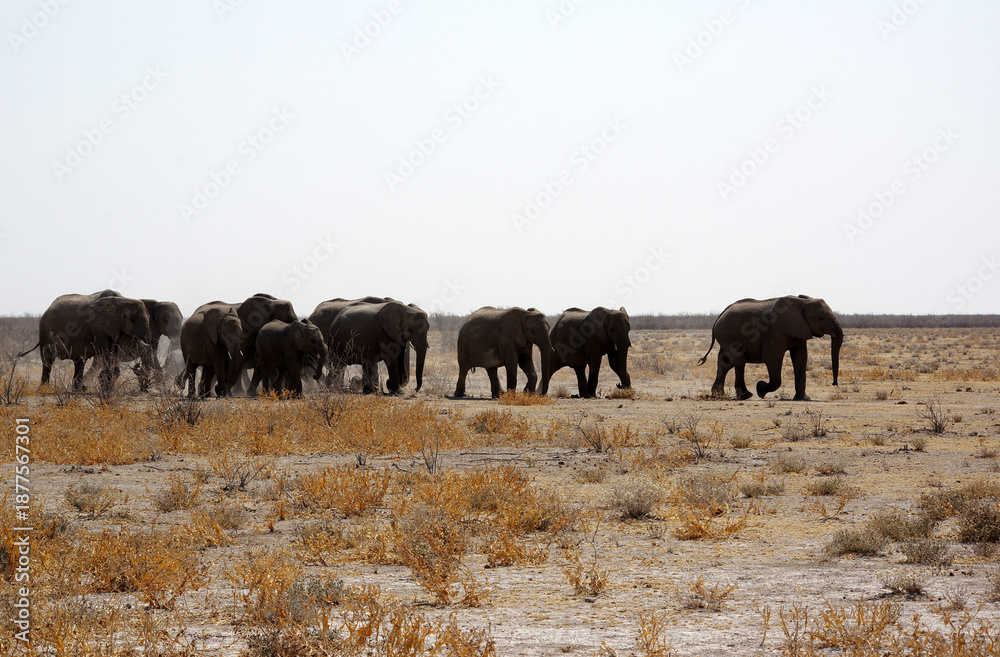 Fototapeta premium Troupeau d'éléphants dans le parc national d'Etosha en Namibie