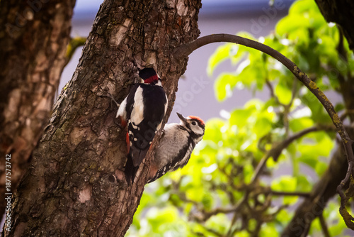 Selective focus photo. Great spotted woodpecker, Dendrocopos major and young woodpecker.