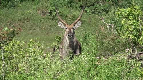 Waterbuck bull in the grass staring at the camera in the bushveld of South Africa 