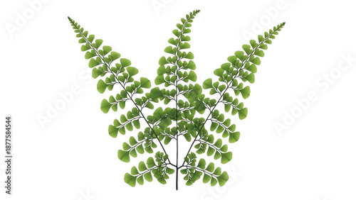 Картината върху платно Isolated Maidenhair Fern Frond, Natural Green Delicate Foliage, Leafy Branch, Fe