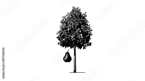 Line-art depiction of a tree, full of leaves, with a single hanging fruit