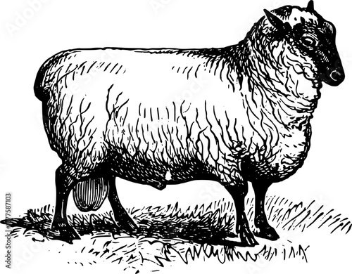 Vintage Farmyard Animal Illustrations in Engraved Rustic Style