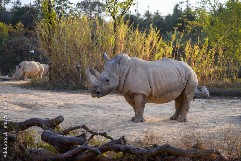 Fototapeta premium White rhinos at the zoo