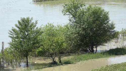 4K View Muddy River in Flood, Flooding by Rain, Storm, Dam, Flooded, Calamity