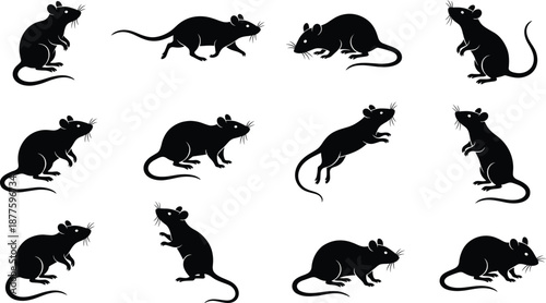 Rat silhouette set showing multiple mouse actions walking running jumping sitting isolated black rodent animal vector illustration collection
