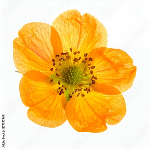 Isolated geum heldreichii blossom against white offering vivid floral details