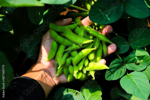 Close-up of a farmer’s gloved hand holding freshly harvested green edamame (soybean) pods over dark soil, Highlights agriculture, fresh produce, manual harvesting, and organic farming