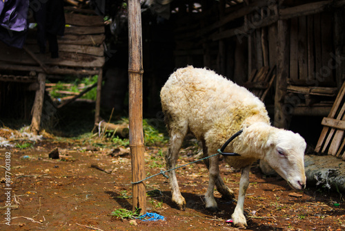 White sheep with thick wool stands tethered to a bamboo pole. Traditional livestock preparation for Qurban during Eid al-Adha, highlighting rural life, animal husbandry, and Islamic cultural practices