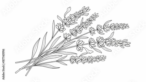 Delicate bunch of blooming lavender flower sprigs, elegant botanical illustration for natural beauty and aromatherapy