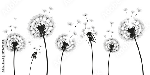 Vector illustration dandelion time. Black Dandelion seeds blowing in the wind. The wind inflates a dandelion isolated on a white background.