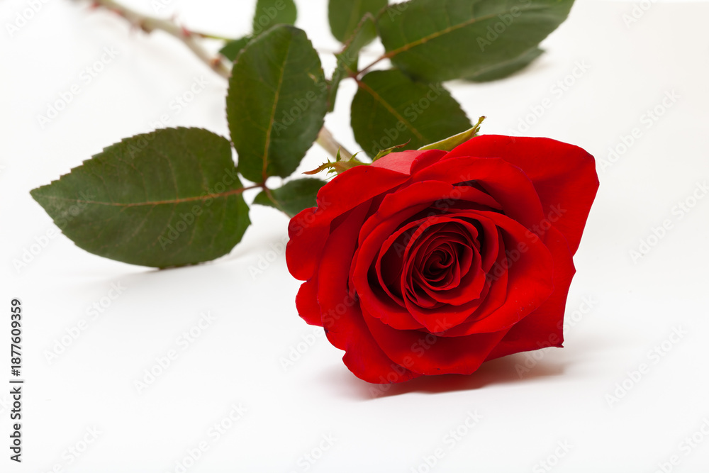 Fototapeta premium Single Red Rose On White Background