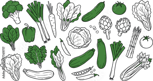Fresh vegetables hand drawn vector collection featuring leafy greens cucumber cabbage asparagus tomato broccoli healthy food illustration set