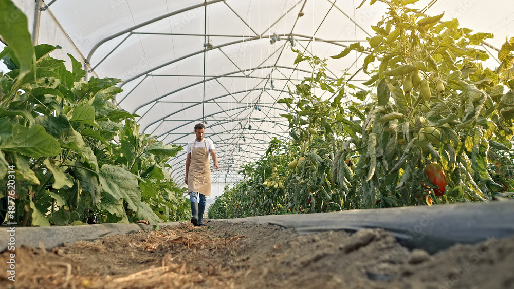 Obraz premium A farmer walks through a lush greenhouse with thriving vegetables. The curved metal frame and transparent roof allow sunlight to nourish the plants.