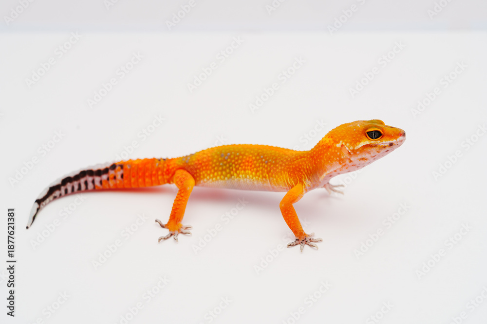 Fototapeta premium leopard gecko, lizard, reptile, exotic pet