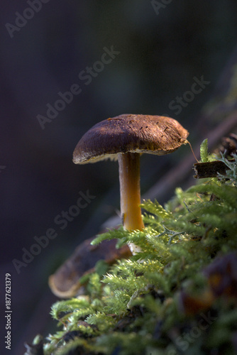 Macrocystidia cucumis