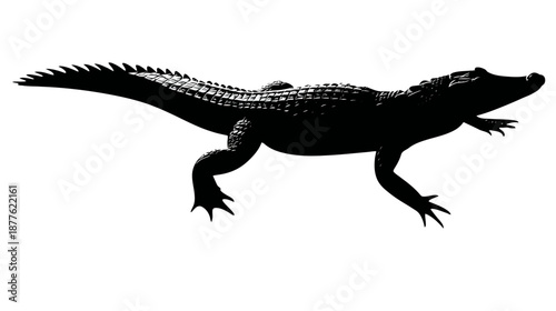 Silhouetted illustration of an alligator, showing details of scales, claws, and spiny tail