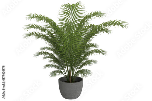 Green Plant in Gray Pot fern potted isolated on a transparent background