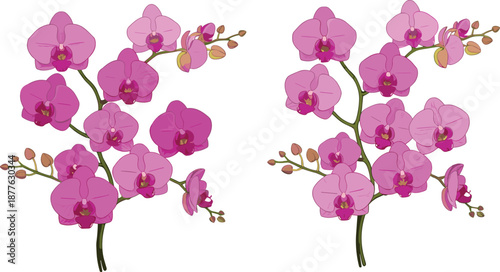 Beautiful Pink Orchid Flowers Illustration, Detailed Botanical Vector Art, Elegant Floral Design for Garden Decor, Nature-Inspired Artwork for Print and Digital Use