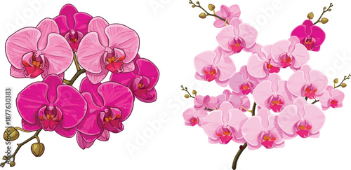 Beautiful Pink Orchid Flowers Collection, Elegant Botanical Illustration, Vibrant Floral Design, Nature-Inspired Art for Garden Decor and Botanical Enthusiasts