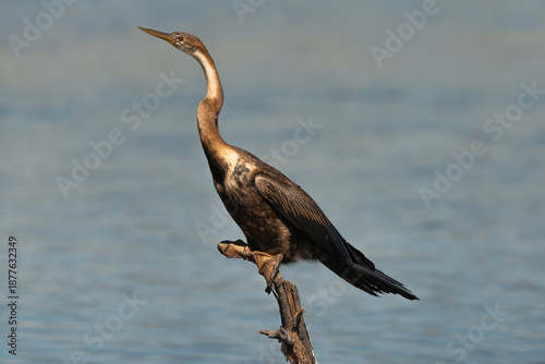 Tableau sur toile Anhinga d'Afrique,Anhinga rufa, African Darter