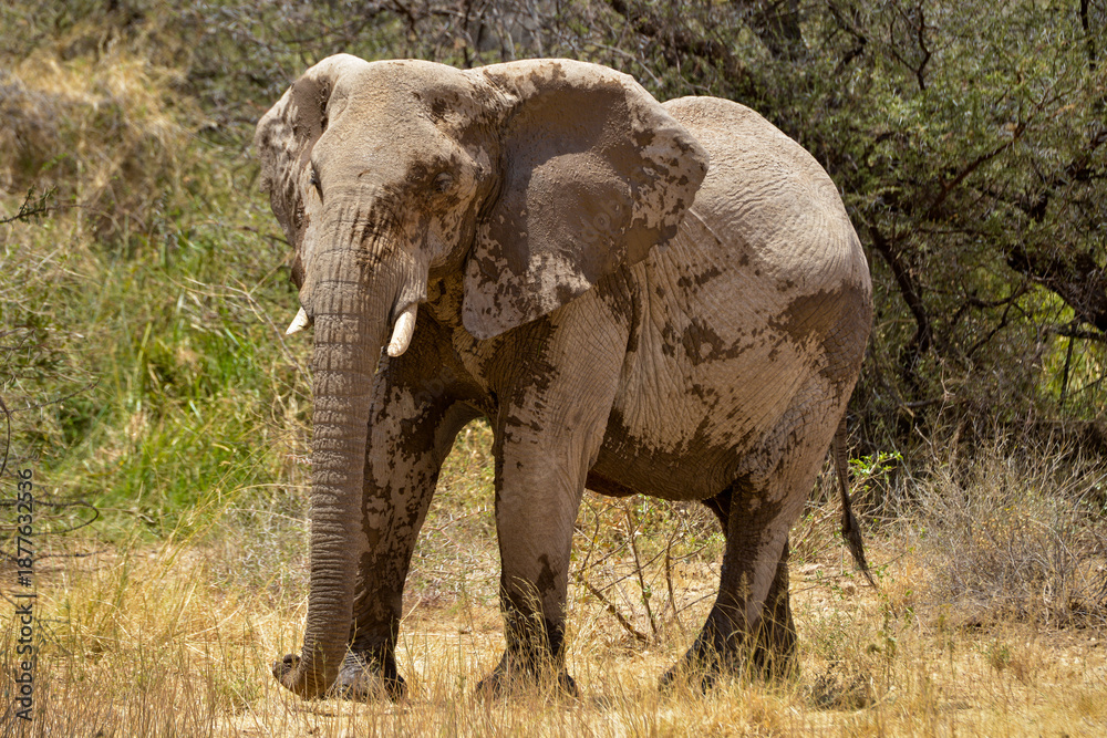 Fototapeta premium éléphant d'Afrique