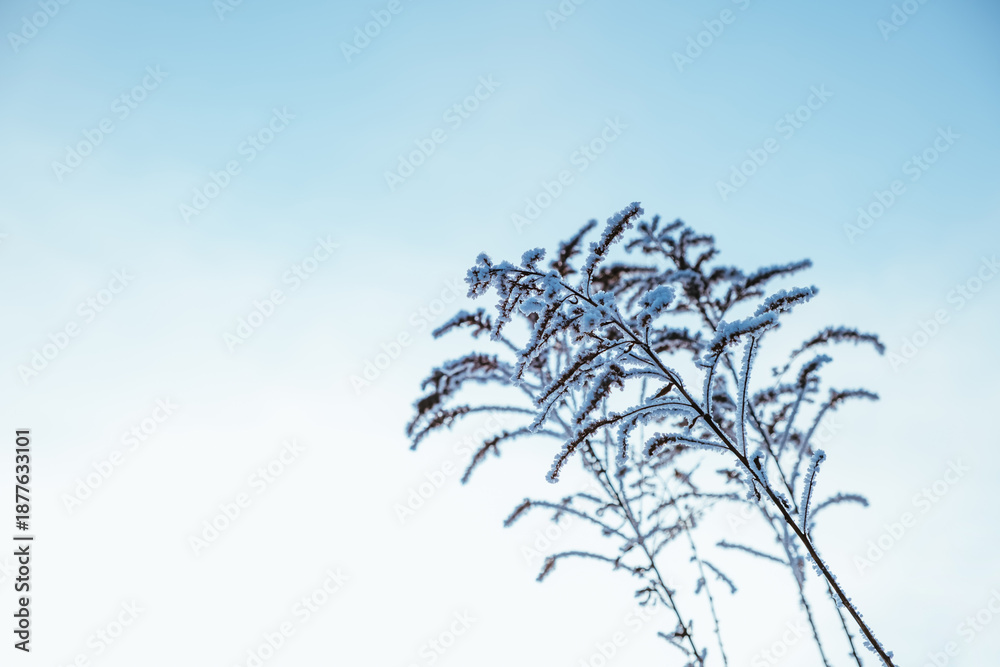 Obraz premium Dry grass on blue sky background. Abstract natural scene. Beautiful nature with neutral colors. Minimalism style. Winter mood. Art concept. Quiet atmosphere. Cold weather. Plant covered by hoarfrost
