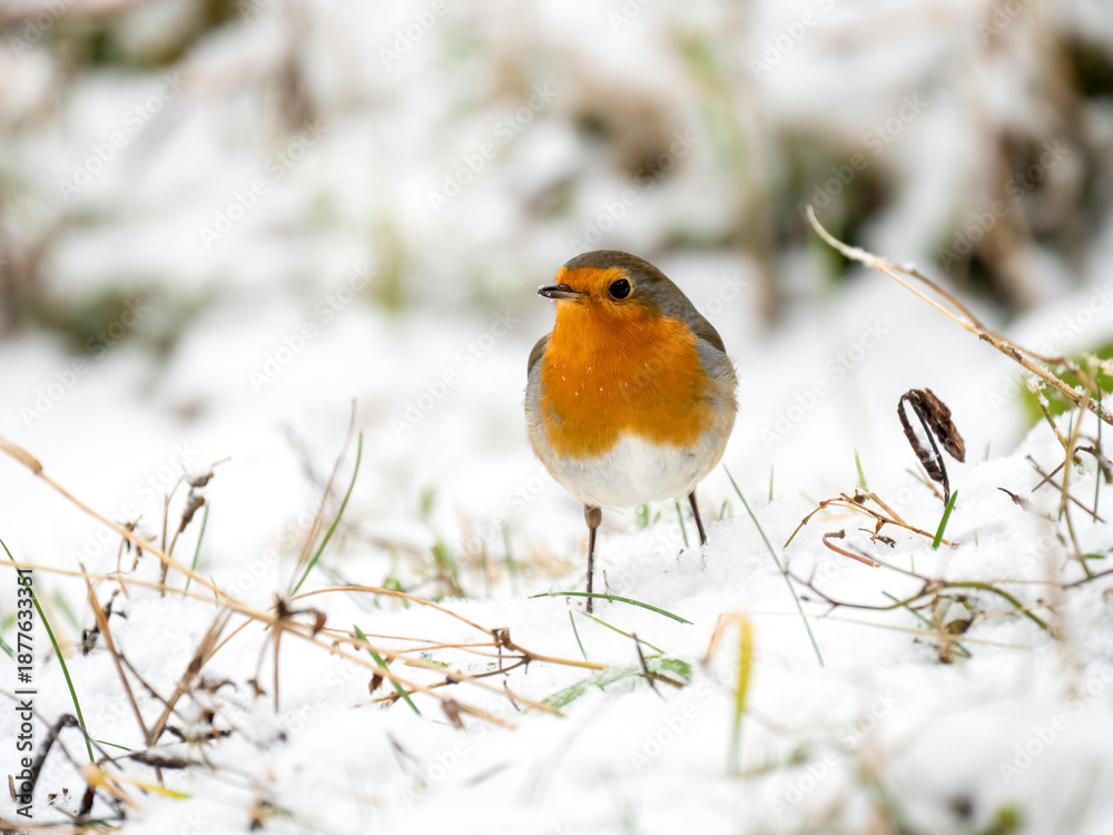 Fototapeta premium Rotkehlchen, European robin, Erithacus rubecula