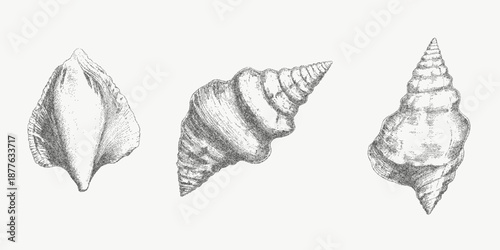 Three seashells showing fine grain texture and speckled dust overlays on aged paper surface. Faint distressed marks add vintage coastal feel.