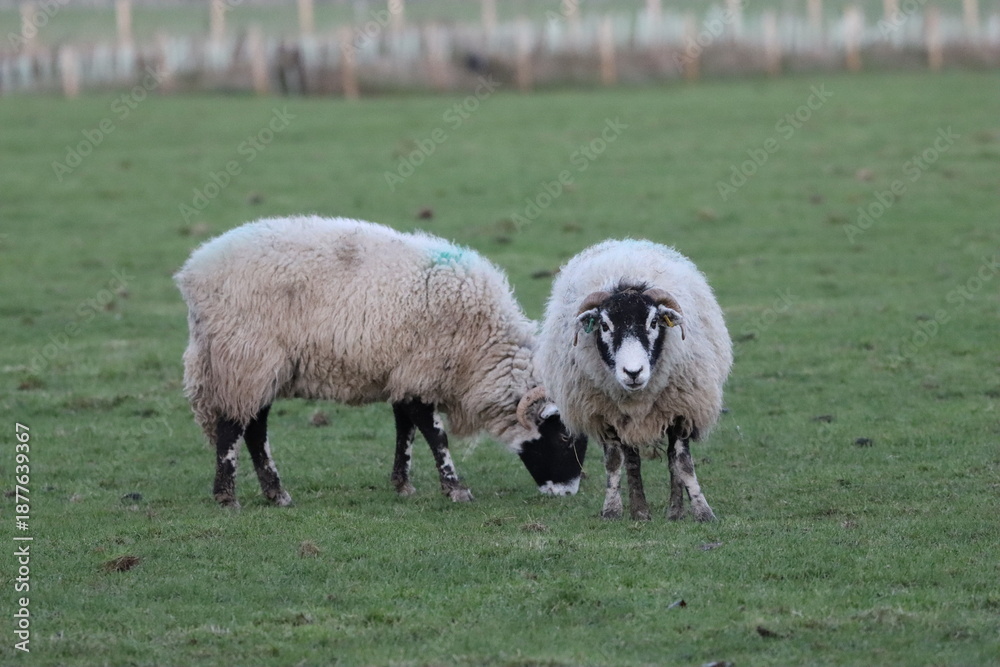 Fototapeta premium Sheep grazing in a field