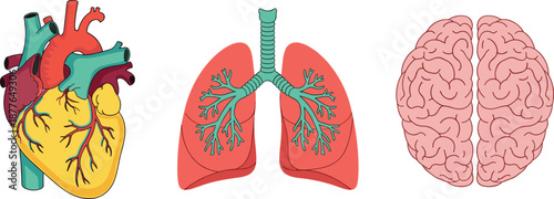 WebHuman organs illustration set with heart, lungs and brain, medical anatomy concept, perfect for healthcare, education, biology, science, infographic and vector design