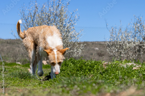 Foto Hunting dog sniffing grass in kennel on sunny day