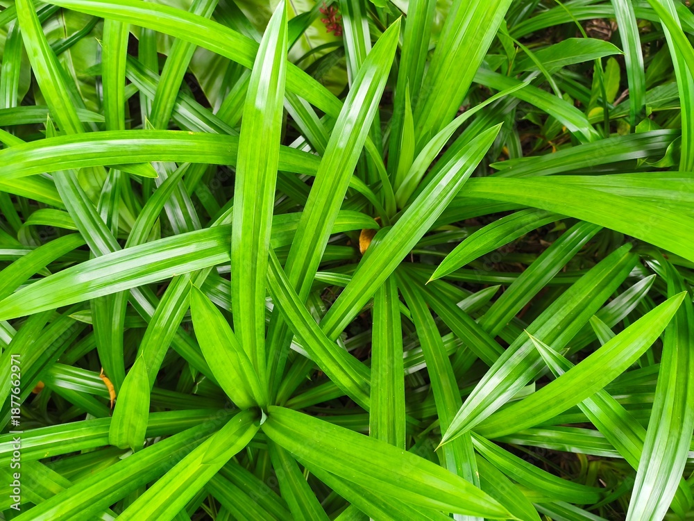 Fototapeta premium Pandan (Pandanus amaryllifolius), known as Pandan Wangi, features blade-like, bright green leaves arranged in a spiraling rosette. It is widely used in Southeast Asian cooking for its unique fragrance