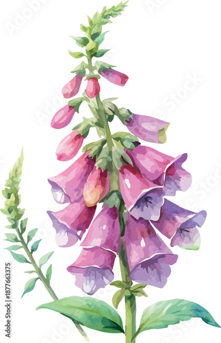 Wild Foxglove Plant with Flowers Watercolor Botanical Vector Illustration