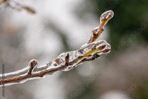 Close up of a fruit tree branch (Mirabelle de Nancy) with fruit buds covered with a thick layer of ice. Condition after freezing rain in winter
