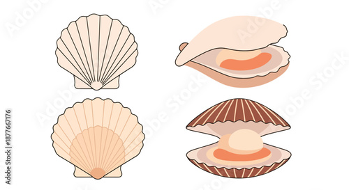 Scallop shells in different views on black background