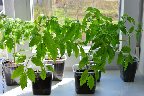 Photos Young Tomato Seedlings Growing on a Sunny Windowsill