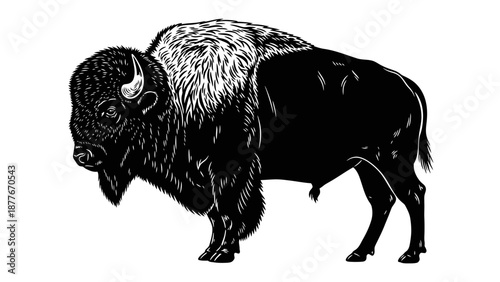 Black and White Illustration of Bison.