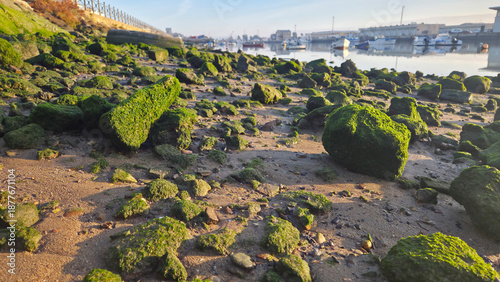 Konstfotografi Close up of moss and algae covered stones on sandy shore during low tide, natural textures and coastal details