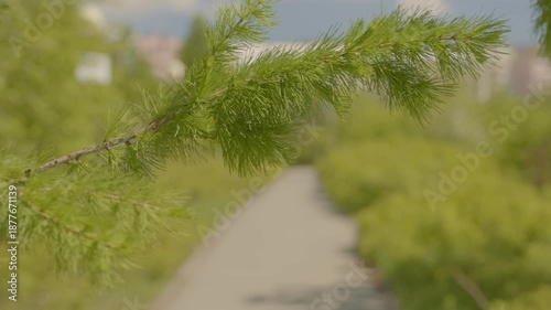 A fir branch, with its soft, green needles, is gently swaying in the breeze, creating a beautiful, blurry background.
