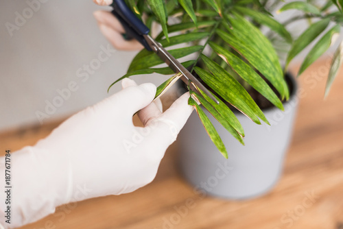 Fotografía Woman is engaged in pruning house plants, a woman is cutting yellow leaves