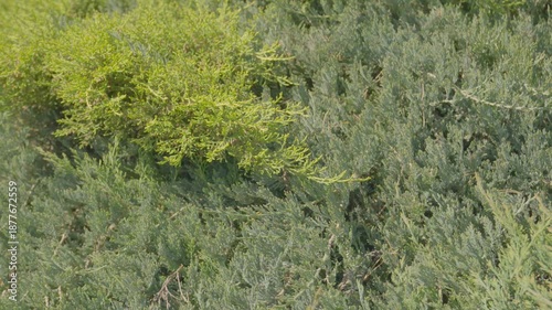 The texture of the juniper branches and bushes is shown in close-up